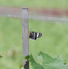 Phalaenoides glycinae (Grapevine Moth) at Termeil, NSW - 18 Oct 2020 by wendie