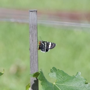 Phalaenoides glycinae at Termeil, NSW - suppressed