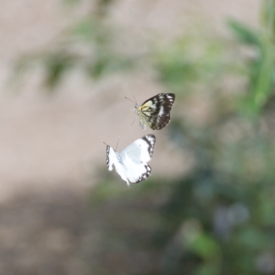 Belenois java (Caper White) at Termeil, NSW - 18 Oct 2020 by wendie