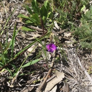 Swainsona sp. at Boorowa, NSW - 13 Oct 2020 12:56 PM