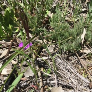 Swainsona sp. at Boorowa, NSW - 13 Oct 2020 12:56 PM