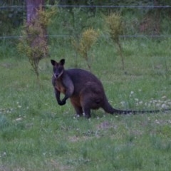 Wallabia bicolor (Swamp Wallaby) at Termeil, NSW - 9 Oct 2020 by wendie