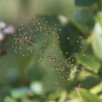 Araneae (order) (Unidentified spider) at Termeil, NSW - 14 Oct 2020 by wendie