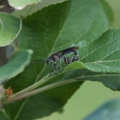 Tiphiidae (family) (Unidentified Smooth flower wasp) at Termeil, NSW - 18 Oct 2020 by wendie