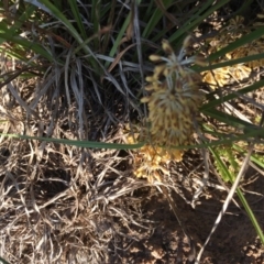 Lomandra multiflora (Many-flowered Matrush) at Hughes, ACT - 20 Oct 2020 by Tapirlord