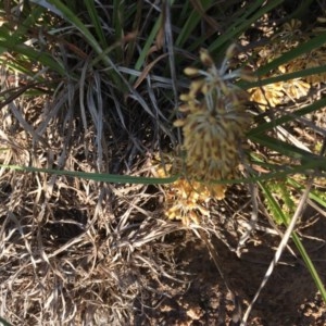 Lomandra multiflora at Hughes, ACT - 20 Oct 2020