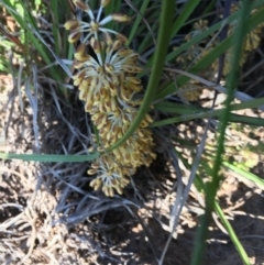 Lomandra multiflora at Hughes, ACT - 20 Oct 2020 06:12 PM