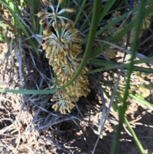 Lomandra multiflora at Hughes, ACT - 20 Oct 2020 06:12 PM