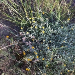 Chrysocephalum apiculatum (Common Everlasting) at Hughes, ACT - 20 Oct 2020 by Tapirlord