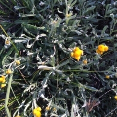 Chrysocephalum apiculatum at Hughes, ACT - 20 Oct 2020