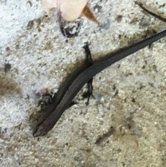 Lampropholis delicata (Delicate Skink) at Garran, ACT - 20 Oct 2020 by Tapirlord