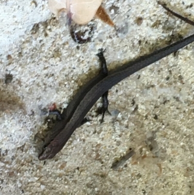 Lampropholis delicata (Delicate Skink) at Garran, ACT - 20 Oct 2020 by Tapirlord
