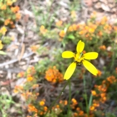 Microseris walteri at Bruce, ACT - 16 Oct 2020