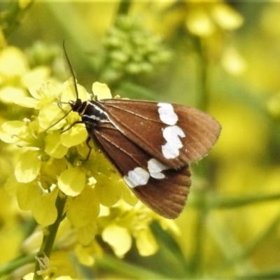 Nyctemera amicus (Senecio Moth, Magpie Moth, Cineraria Moth) at Stromlo, ACT - 20 Oct 2020 by JohnBundock