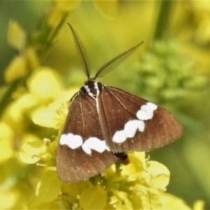 Nyctemera amicus at Stromlo, ACT - 20 Oct 2020