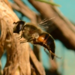 Eristalis tenax at Jerrabomberra, NSW - 20 Oct 2020 by Tmac