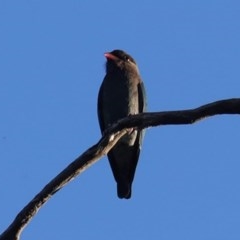 Eurystomus orientalis (Dollarbird) at Federal Golf Course - 20 Oct 2020 by JackyF