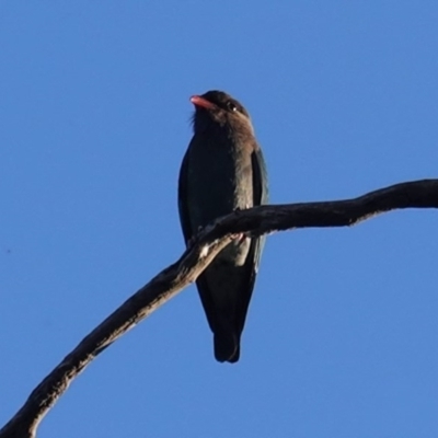 Eurystomus orientalis (Dollarbird) at Federal Golf Course - 20 Oct 2020 by JackyF
