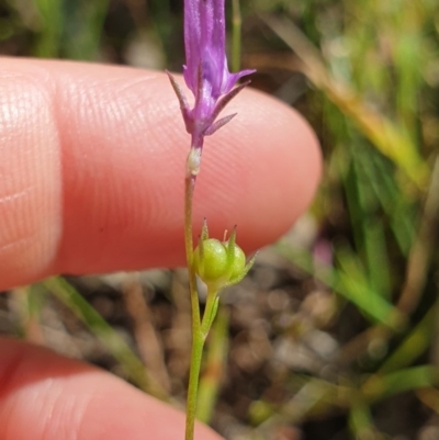 Linaria pelisseriana (Pelisser's Toadflax) at Albury, NSW - 17 Oct 2020 by ClaireSee