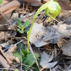 Pterostylis nutans at Holt, ACT - 19 Oct 2020