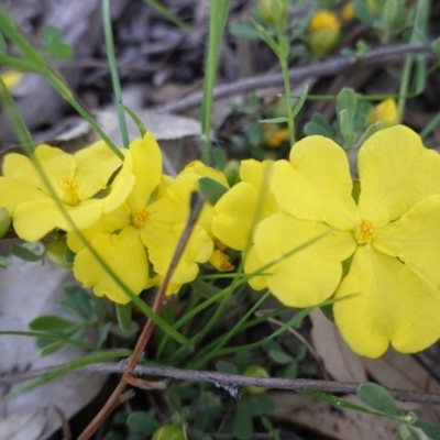 Hibbertia obtusifolia (Grey Guinea-flower) at Federal Golf Course - 20 Oct 2020 by JackyF