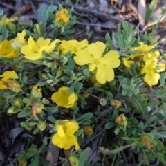 Hibbertia obtusifolia at Hughes, ACT - 20 Oct 2020