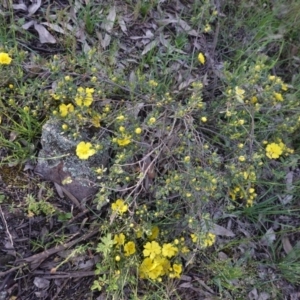 Hibbertia obtusifolia at Hughes, ACT - 20 Oct 2020