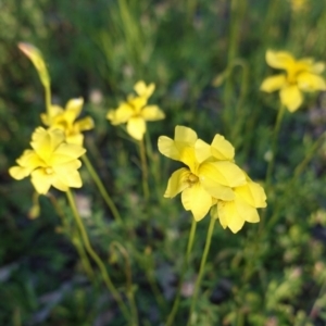 Goodenia pinnatifida at Hughes, ACT - 20 Oct 2020