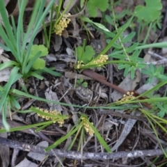 Lomandra filiformis (Wattle Mat-rush) at Hughes, ACT - 20 Oct 2020 by JackyF