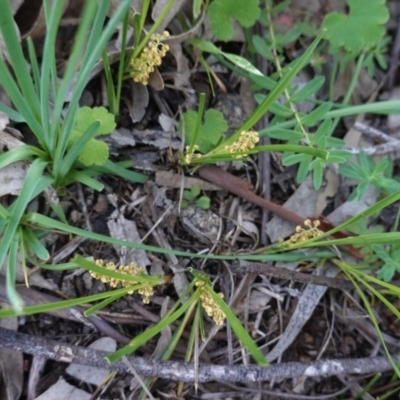 Lomandra filiformis (Wattle Mat-rush) at Hughes, ACT - 20 Oct 2020 by JackyF