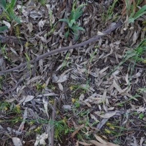 Lomandra filiformis at Hughes, ACT - 20 Oct 2020