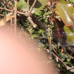 Unidentified Dragonfly (Anisoptera) at Berry, NSW - 20 Oct 2020 by Username279