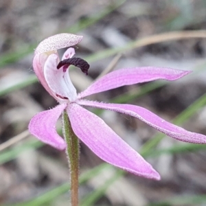 Caladenia congesta at Acton, ACT - suppressed