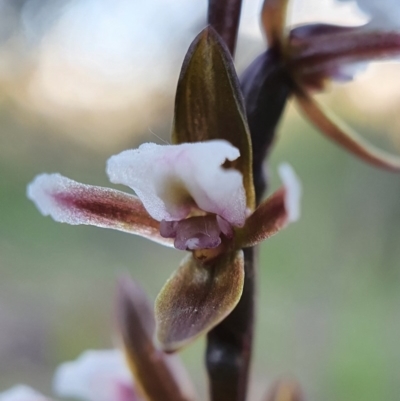 Paraprasophyllum brevilabre (Short-lip Leek Orchid) at Acton, ACT - 20 Oct 2020 by shoko
