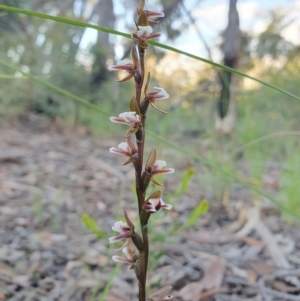 Paraprasophyllum brevilabre at Acton, ACT - suppressed