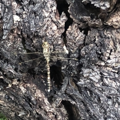 Adversaeschna brevistyla (Blue-spotted Hawker) at Berry, NSW - 20 Oct 2020 by Username279