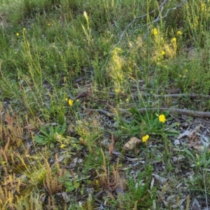 Goodenia pinnatifida at Hughes, ACT - 20 Oct 2020