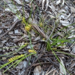 Lomandra filiformis subsp. filiformis at Hughes, ACT - 20 Oct 2020 06:50 PM