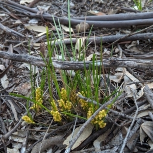 Lomandra filiformis subsp. filiformis at Hughes, ACT - 20 Oct 2020