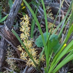 Lomandra multiflora (Many-flowered Matrush) at Deakin, ACT - 20 Oct 2020 by JackyF