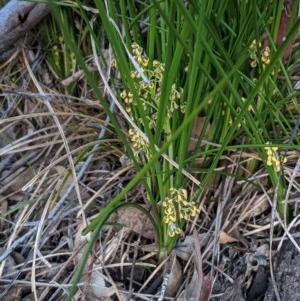 Lomandra filiformis at Hughes, ACT - 20 Oct 2020 06:52 PM