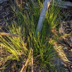 Lomandra filiformis at Hughes, ACT - 20 Oct 2020