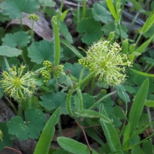 Hydrocotyle laxiflora at Hughes, ACT - 20 Oct 2020