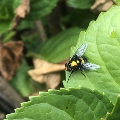 Rutilia sp. (genus) (A Rutilia bristle fly, subgenus unknown) at Berry, NSW - 20 Oct 2020 by Username279