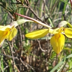 Diuris chryseopsis (Golden Moth) at Holt, ACT - 1 Oct 2020 by drakes