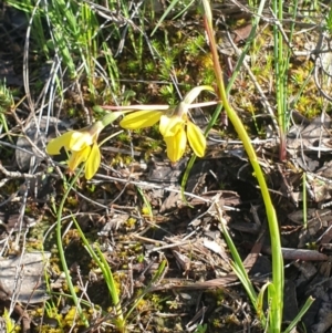 Diuris chryseopsis at Holt, ACT - suppressed