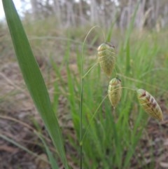 Briza maxima (Quaking Grass, Blowfly Grass) at Crace, ACT - 5 Oct 2020 by MichaelBedingfield