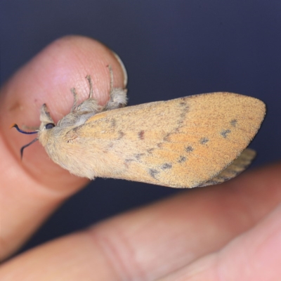 Entometa apicalis (Gum Snout Moth) at O'Connor, ACT - 18 Oct 2020 by ibaird