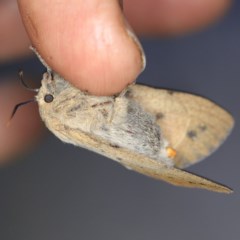 Entometa apicalis at O'Connor, ACT - 18 Oct 2020 07:52 PM