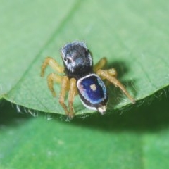 Maratus hesperus at Stromlo, ACT - 20 Oct 2020 08:18 PM